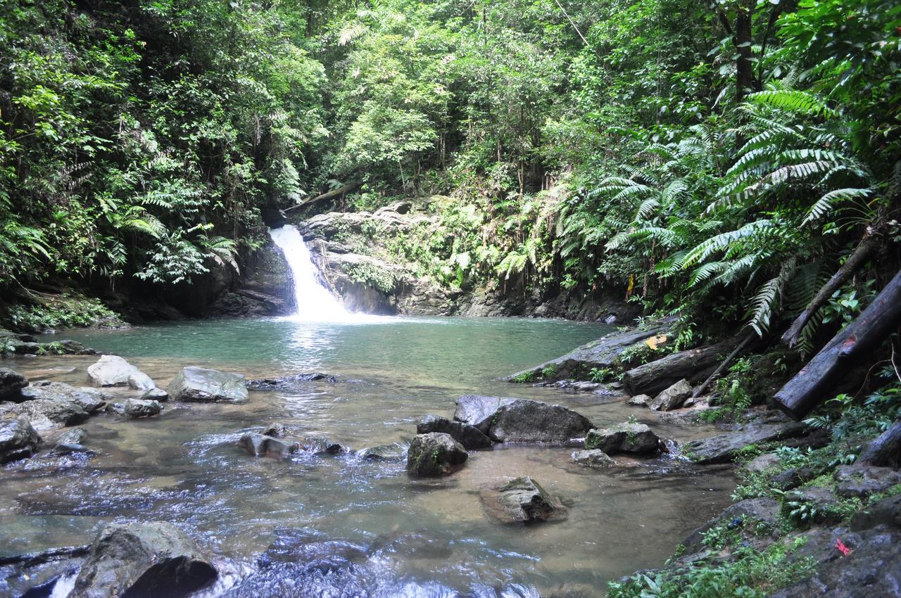 Leatherback Lodge Eco B&B Salybia 外观 照片